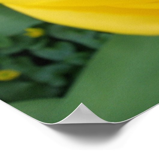 Poster Macro Tulip Jaune (Coin)