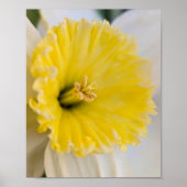 Poster Macro Up Close Yellow Daffodil Flower Photography (Devant)