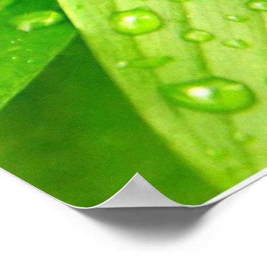 Poster macro vert (Coin)