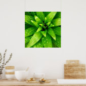 Poster macro vert (Cuisine)