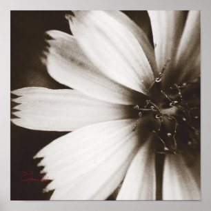 Poster Macrophotographie noir et blanc