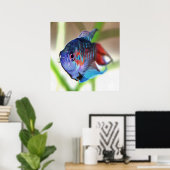 Poster Macropodus Opercularis Aquarium Poisson (Bureau à domicile)