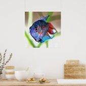 Poster Macropodus Opercularis Aquarium Poisson (Cuisine)