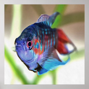 Poster Macropodus Opercularis Aquarium Poisson