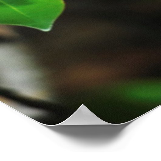 Poster Madagascar, Andasibe, Île aux Lemuriens, Mother (Coin)