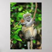 Poster Madagascar, Andasibe, Île aux Lemuriens, Mother (Devant)