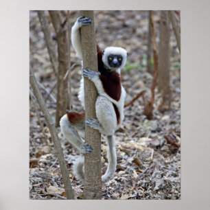 Poster Madagascar, réserve d'Ankarafantsika ; Ampijoroa ;
