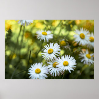 Poster Madeliefjes Bloem Bloemstuk Natuur Fotograf