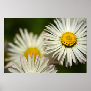 Poster Madeliefjes Bloemen Bloemisterij Natuurfoto