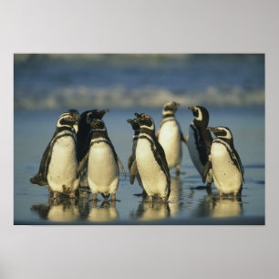 Poster Magellanic Penguins, Spheniscus