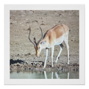 Poster Magnifique Antilope,