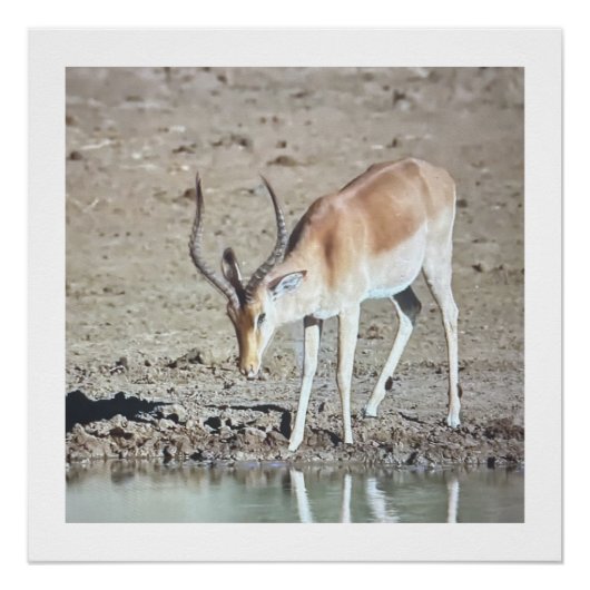 Poster Magnifique Antilope, (Devant)