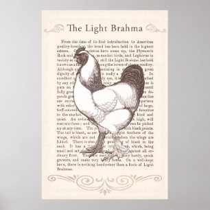 Poster Magnifique Brahma Rooster Lumière Pays Cuisine