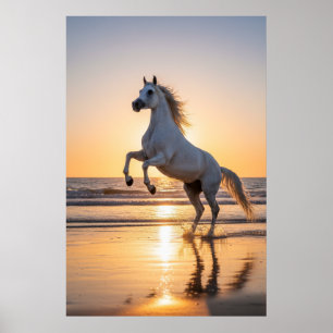 Poster Magnifique cheval arabe blanc sur la plage au couc