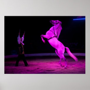 Poster Magnifique Cheval de Cirque Blanc