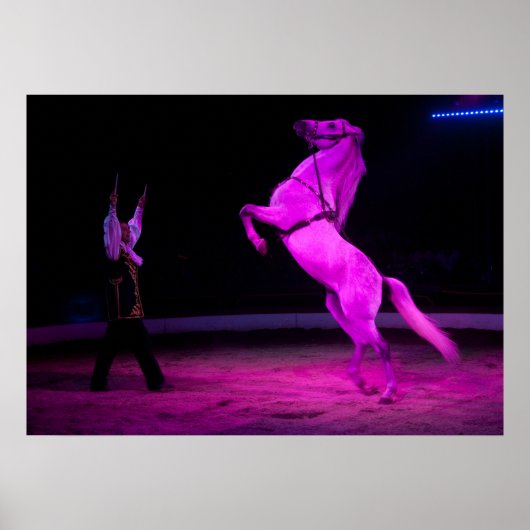 Poster Magnifique Cheval de Cirque Blanc (Devant)