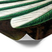 Poster Magnifique Ernst Haeckel Hummingbirds (Coin)