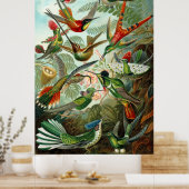 Poster Magnifique Ernst Haeckel Hummingbirds (Cuisine)