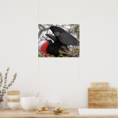 Poster Magnifique Frigate Bird (Cuisine)
