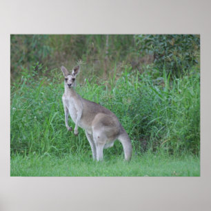 Poster Magnifique Kangaroo