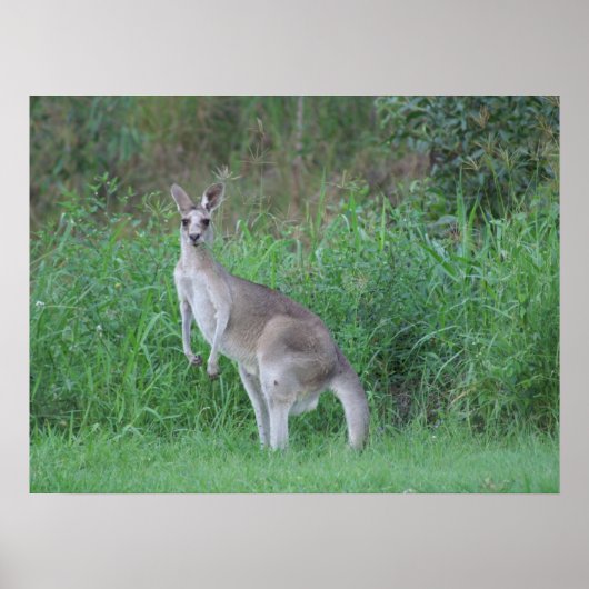 Poster Magnifique Kangaroo (Devant)