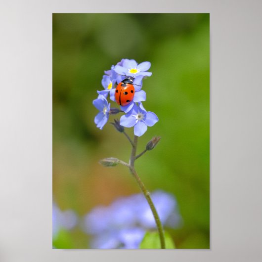 Poster Magnifique Ladybug sur l'impression de l'oubli-moi (Devant)