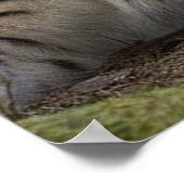 Poster magnifique lynx reposant (Coin)