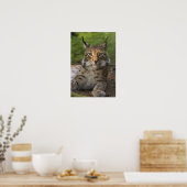 Poster magnifique lynx reposant (Cuisine)