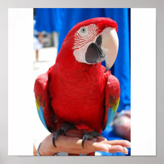 Poster Magnifique McCaw