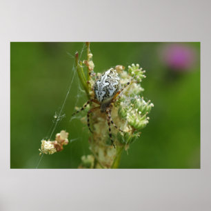 Poster Magnifique Nature - Araignée diadème - Gros plan