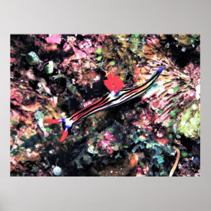 Poster Magnifique Nudi