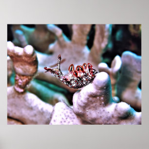 Poster Magnifique Nudi