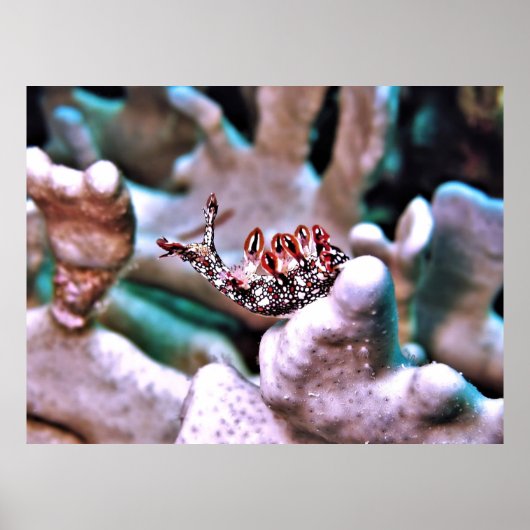 Poster Magnifique Nudi (Devant)