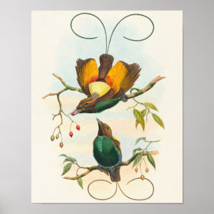 Poster Magnifique Oiseau de Paradis par John Gould