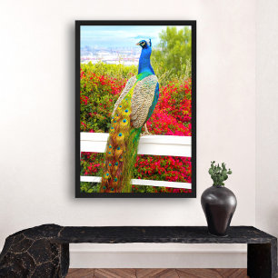 Poster Magnifique Paon Bleu Vert Photo Moderne Élégant