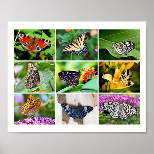 Poster Magnifique Papillons Collage, 9 Photos (Devant)