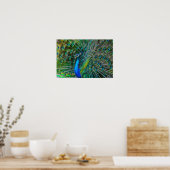 Poster Magnifique Peacock avec ses Plumes de Queue Open (Cuisine)