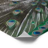 Poster Magnifique Peacock Photos majestueuses (Coin)