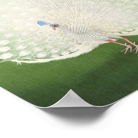 Poster Magnifique Peacock Vintage (Coin)