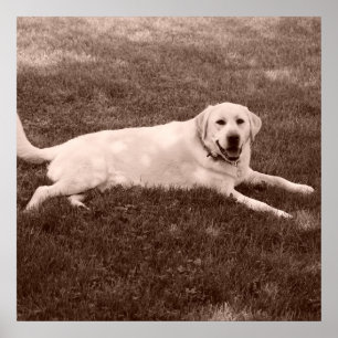 Poster magnifique récupérateur Labrador