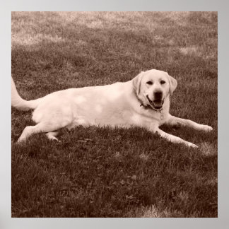 Poster magnifique récupérateur Labrador