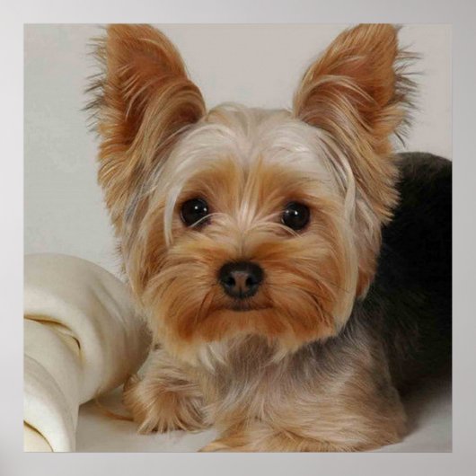 Poster Magnifique Yorkshire Terrier (Devant)