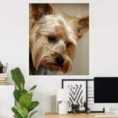 Poster Magnifique Yorkshire Terrier (Bureau à domicile)