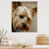Poster Magnifique Yorkshire Terrier (Cuisine)