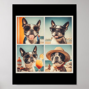 Poster Magnifiques chiens Boston Terrier en vacances d'ét