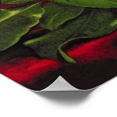 Poster Magnolia (Coin)