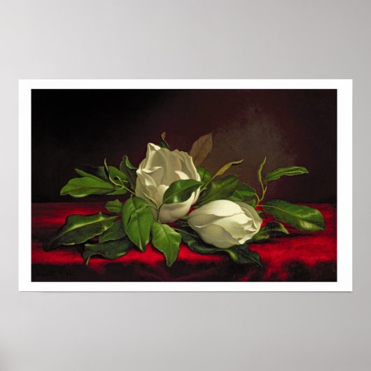 Poster Magnolia (Devant)