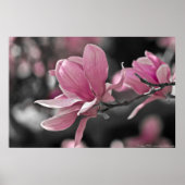 Poster Magnolia (Devant)
