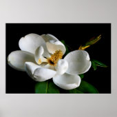 Poster Magnolia (Devant)