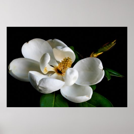 Poster Magnolia (Devant)